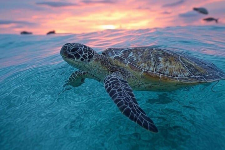 Waikiki Turtle Snorkeling Tour 6 Activities + & Sunset Cruise